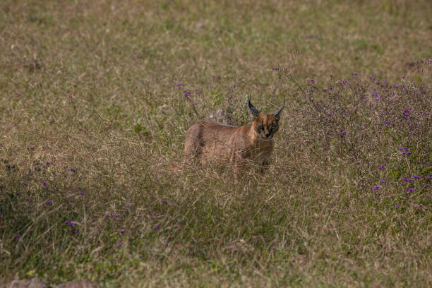 istock Caracal in Ngorongoro Crater 1309067665