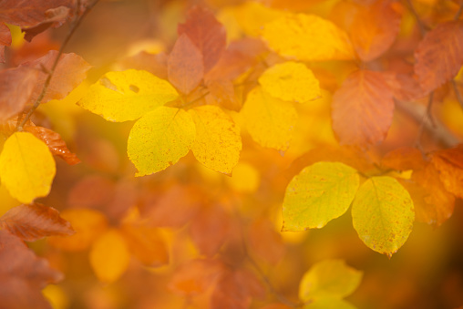 Autumn yellow leaves, maple tree