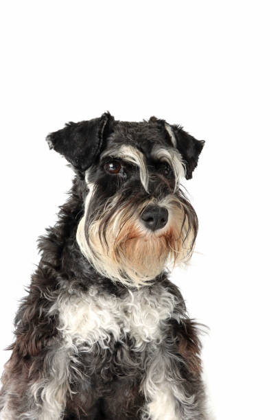 istock miniature schnauzer with bow tie isolated on white 1309068023