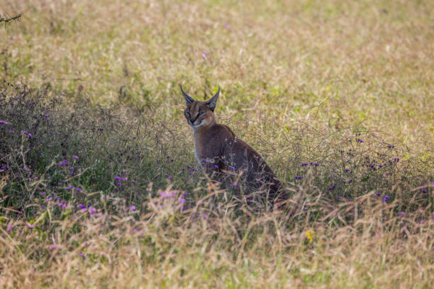 Caracal in Ngorongoro Crater