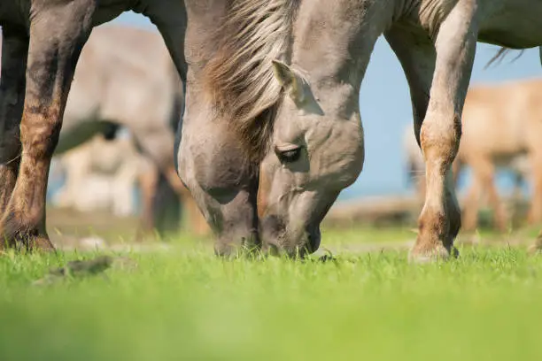 Close up of two konik horses leaning with their head together  while eating on a sunny with with blue sky and sunshine