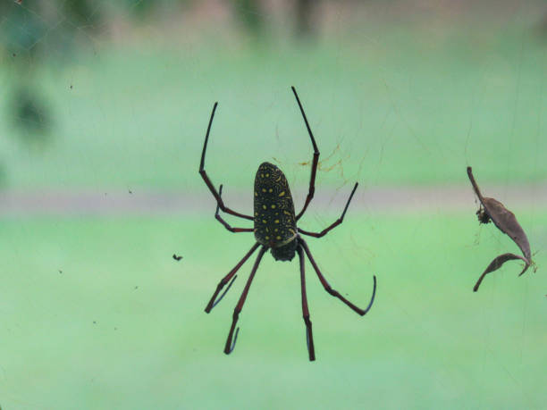 istock Indonesian spider web stock photo 1309068849