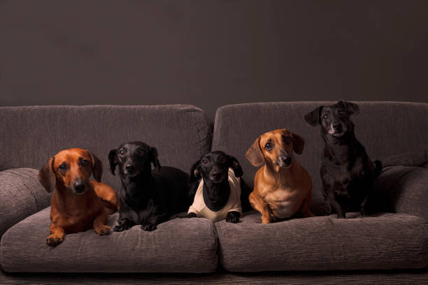 istock Family Basset 1309068860