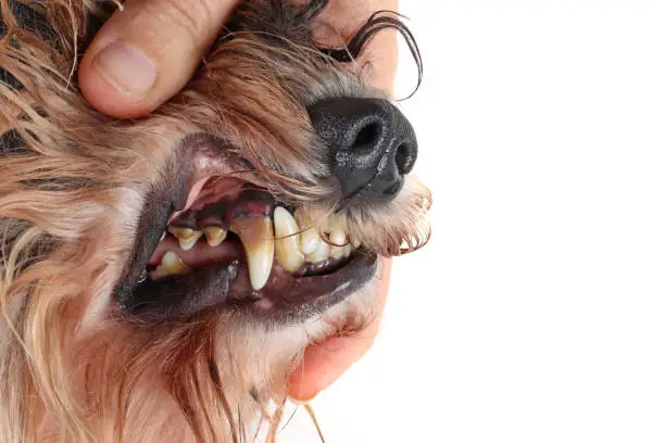 tartar in dogs, dental disease, diseases in animals