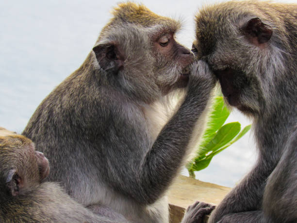 istock Monkey grooming stock photo 1309068918