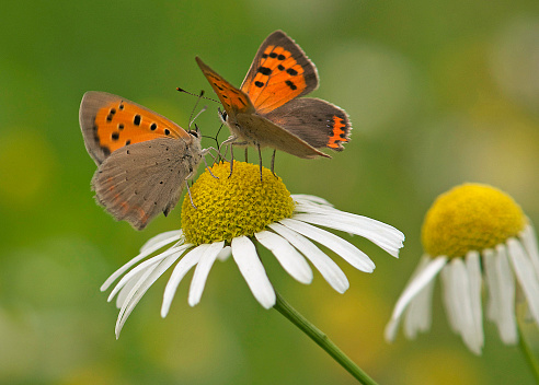 Two common copper butterflies on a camille flower
