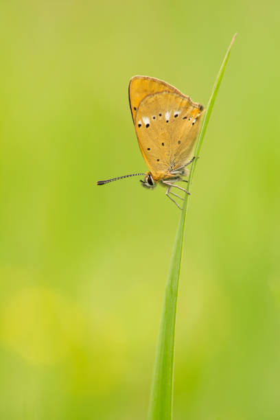 istock Beautiful scarce copper resting on a grass helm on a green background 1309069143