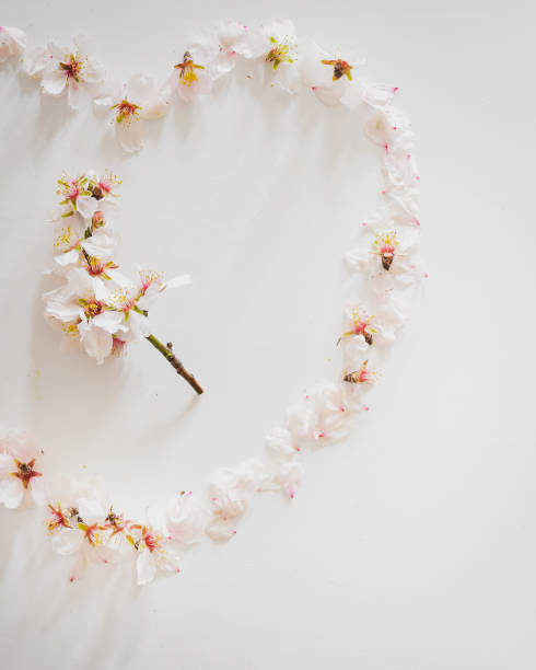 istock Top view daisy fresh flower heart in white background with copy paste space right corner. Background sprig and new berginning 1309069322