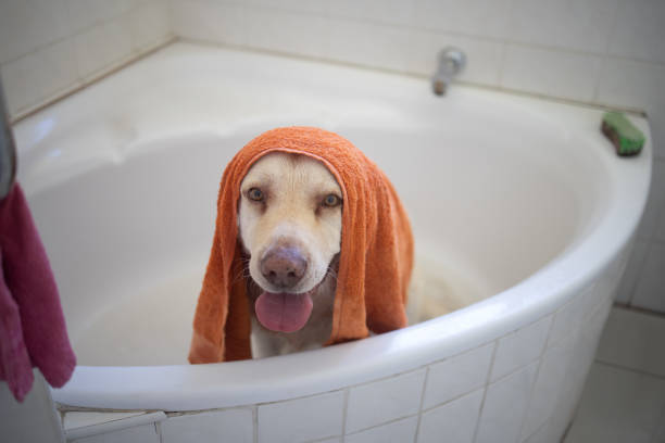 Shot of an adorable dog having a bath at home