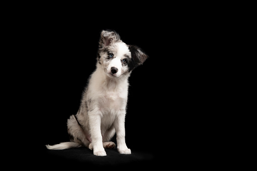 Sitting young border collie puppy looking at the camera on a black background with space for copy