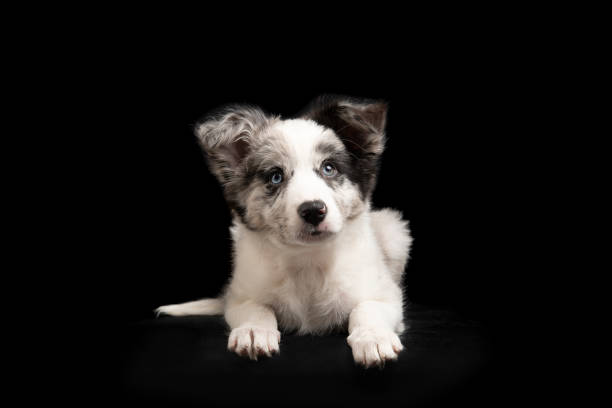 istock Young border collie puppy looking up lying down on a black background seen from the front 1309071270
