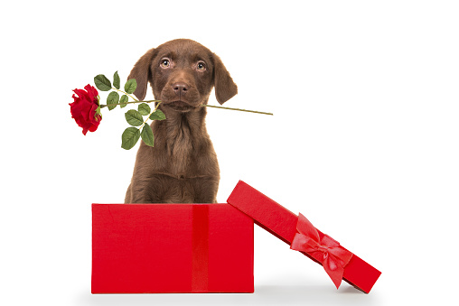 Cute brown labrador retriever puppy holding a red rose in its mouth in a red present box on a white background