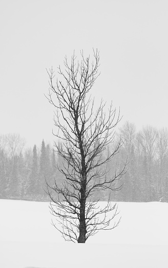 lone tree portrait black and white