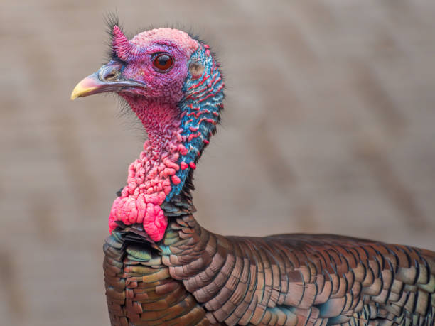 istock portrait of a turkey 1309071698