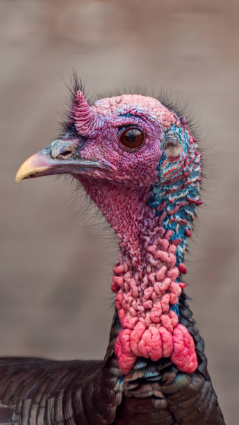 istock portrait of a turkey 1309072459
