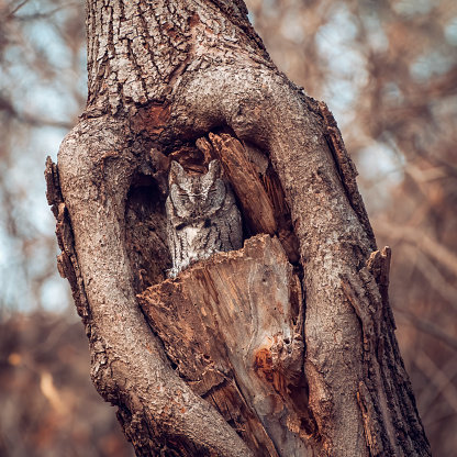 screech owl in a tree cavity