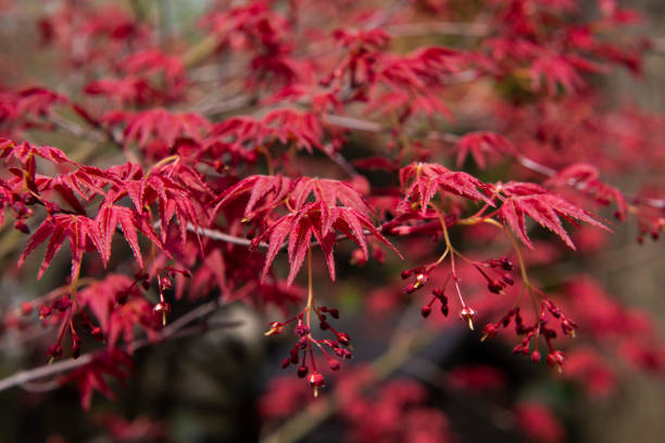 istock Red maple leaves in autumn, blurred background 1309072698