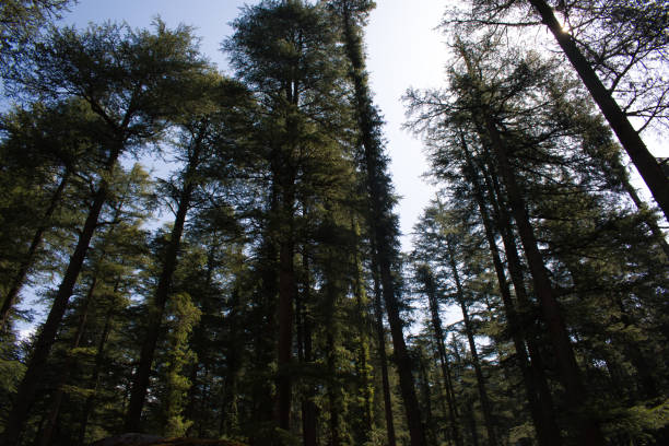 outdoor picture of deodar (himalayan cedar) trees in himachal pradesh, India. outdoor picture of deodar (himalayan cedar) trees in himachal pradesh, India. cedrus deodara stock pictures, royalty-free photos & images