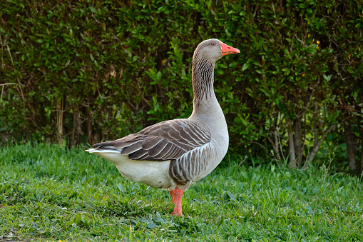 Geese were the first domesticated poultry. They are very popular in gardens and parks. Prized for their meat. They are able to guard the houses.