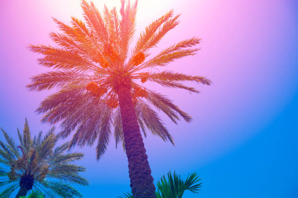 istock Colorful tropical palm trees landscape. 1309074922
