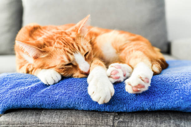 istock A beautiful red cat lying down and relaxing at home. 1309075012