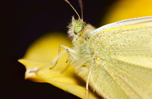 istock Close- up of a butterfly 1309075157