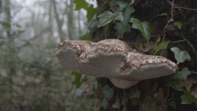 Extreme Close Up Shot of Tree Mushroom In Woodland Area