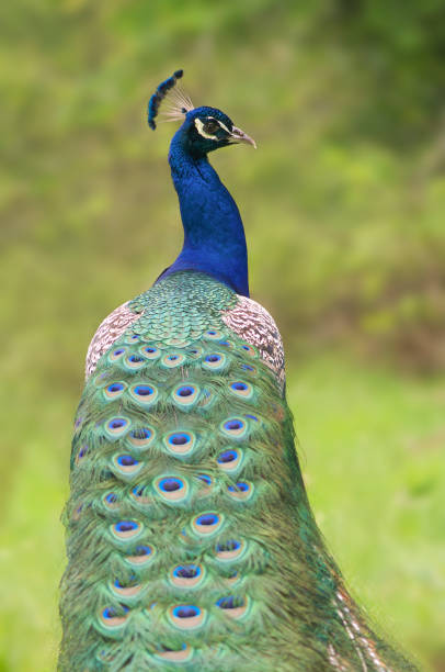 Peacock colorful bird in autumn in the palace park of Aranjuez in Spain