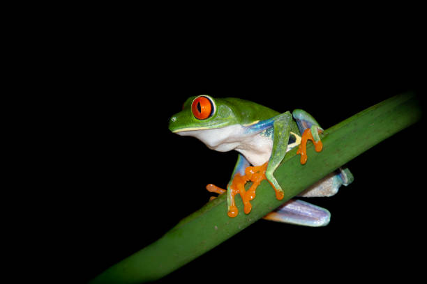 istock Green red eyed tree frog sitting on a leaf during the night 1309076938