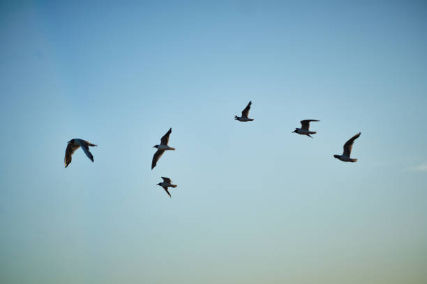 istock flock of seagulls flying in blue sky 1309076972