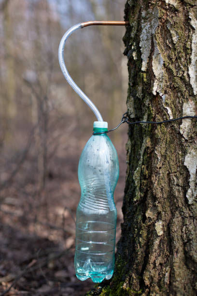 Collecting juice from birch tree - artisanal birch sap extractio.