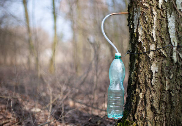 istock Production of birch sap in spring - natural drinks. 1309077701