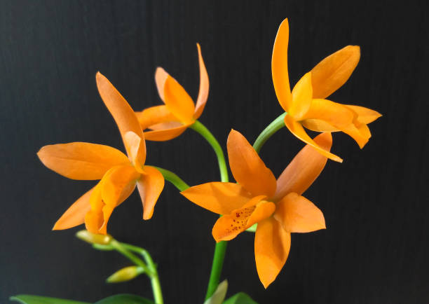 istock Orange cattleya orchid flower, close up 1309077942