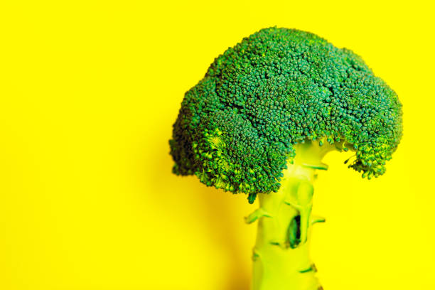 istock Broccoli in a full length at yellow background 1309079274