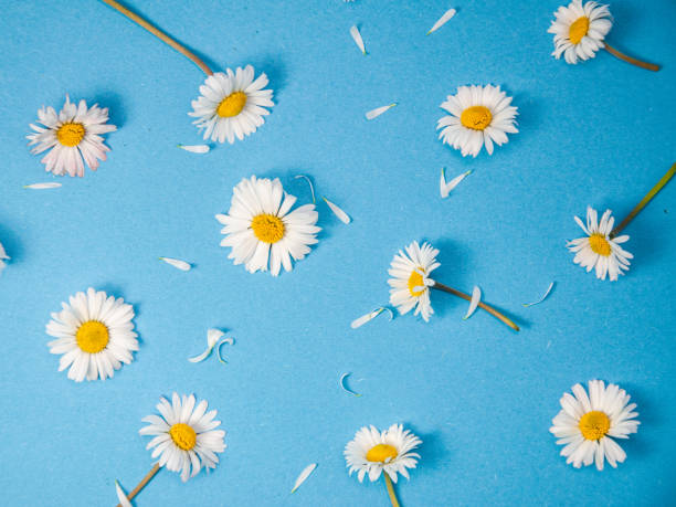 istock Creative layout made of daisy flowers with petals on blue backgound, spring concept with copy space, spring pattern, flat lay, top view 1309080606