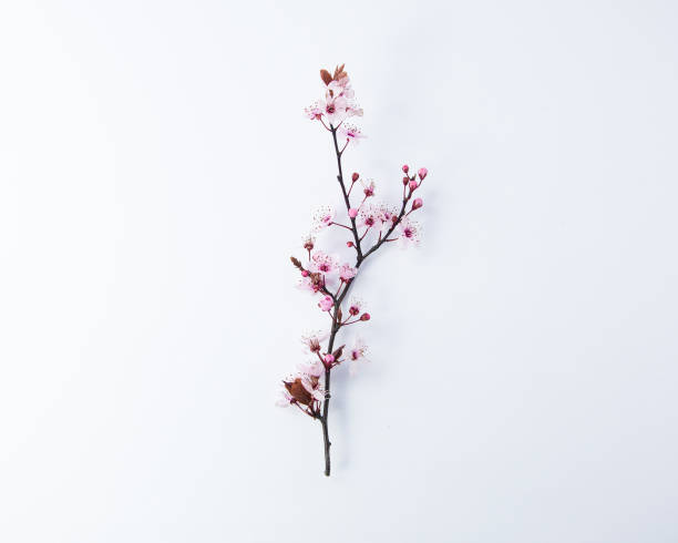 istock Creative cherry blossom branch close up with bud on white background, spring concept with copy space, flat lay, top view 1309081966