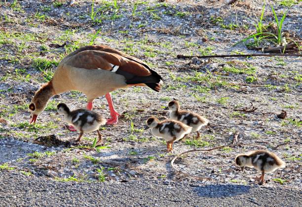 istock Egyptian Goose (Alopochen aegyptiaca) with gosling's foraging 1309082068