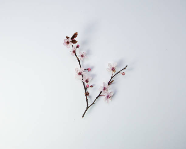 istock Creative cherry blossom branch close up with bud on white background, spring concept with copy space, flat lay, top view 1309082234