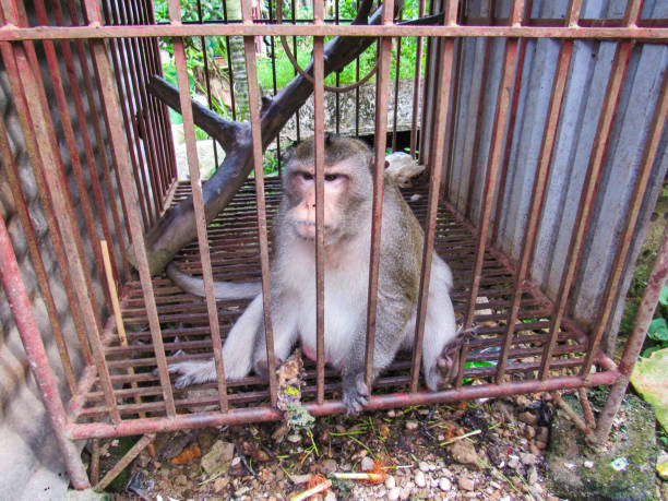istock Monkey in a cage animal welfare stock photo 1309082300