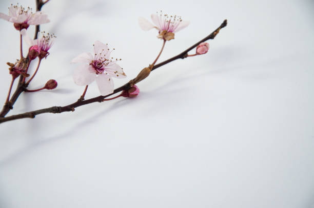 istock Creative cherry blossom branch close up on white background, spring concept with copy space 1309082525