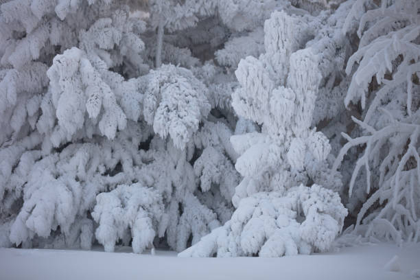 The beautiful Christmas tree is covered with a thick layer of snow. A beautiful Christmas tree is covered with a thick layer of snow. Fabulous backdrop for Christmas. Beautiful New Year's eve background