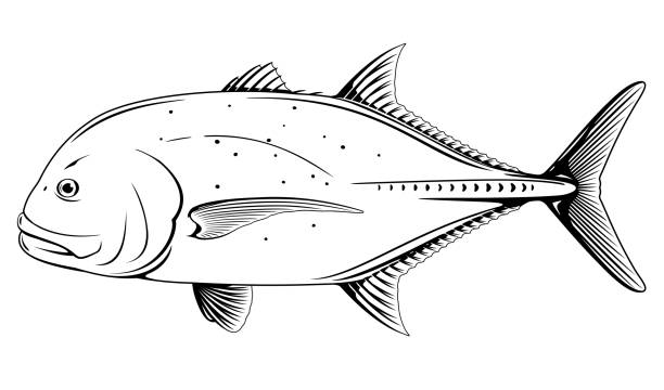 Giant trevally fish black and white illustration Giant trevally fish in side view in black and white isolated illustration, one realistic sea fish illustration on white background, Caranx ignobilis sport fishing trophy, commercial and recreational fisheries caranx stock illustrations