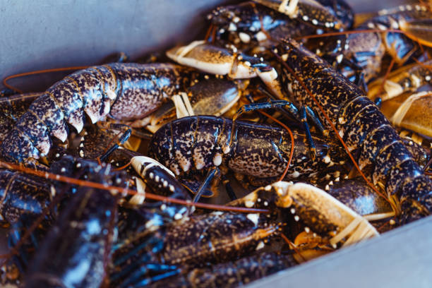 istock Showcase with fresh live lobsters on a fishmonger stall in seafood store. Selective focus. Copy space. 1309083982