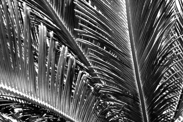 istock Sago Cycad, Cycas revolute in Black and white 1309084191