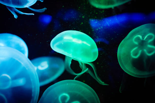istock Moon jellyfish Aurelia aurita 1309084912