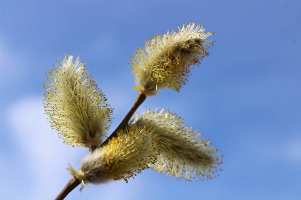 istock a willow in front of the blue sky 1309085006