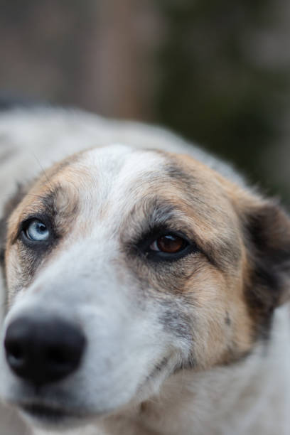 istock yawning dog with colored eyes 1309085208