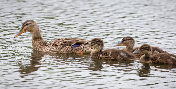 istock Mallard duck with 3 ducklings swimming in a pond 1309085586