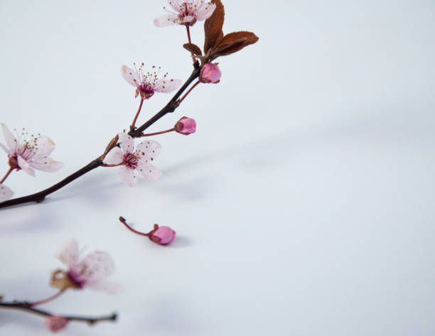 istock Creative cherry blossom branch close up with bud on white background, spring concept with copy space 1309086725