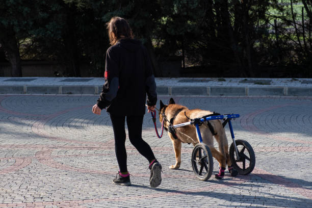 German Shepherd in a wheelchair. Dog with hind limb paralysis in a wheelchair.